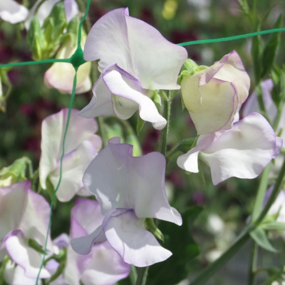 Picture of Sweet Pea Albutt Blue